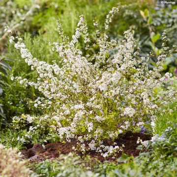 Spiraea prunifolia Goldfire