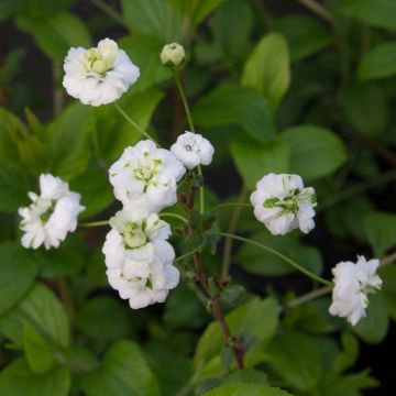 Spiraea prunifolia Plena