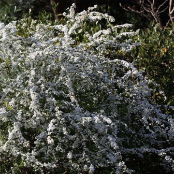 Spiraea thunbergii