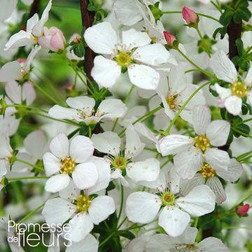 Spiraea thunbergii Fujino Pink