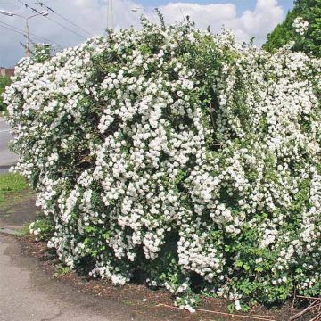 Spiraea x vanhouttei