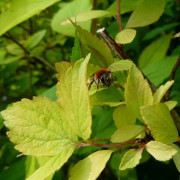 Spiraea (x) vanhouttei Gold Fountain