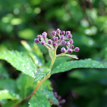 Spiraea japonica Darts Red