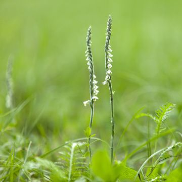 Spiranthes cernua var odorata Chadd s Ford