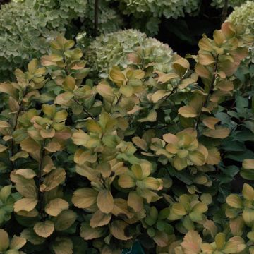 Spirée à feuilles de bouleau Tor Gold - Spiraea betulifolia