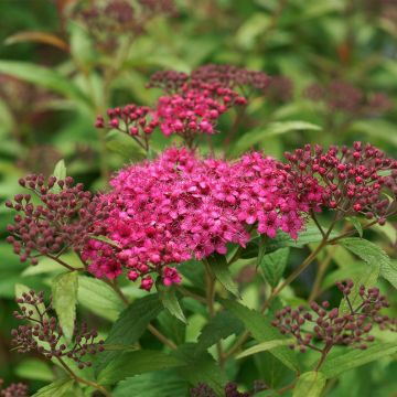 Spiraea japonica Neon Flash