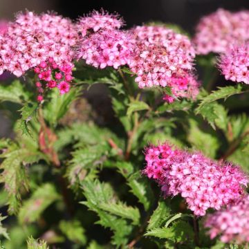 Spiraea japonica Crispa