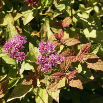 Spirée japonaise Firelight- Spiraea japonica