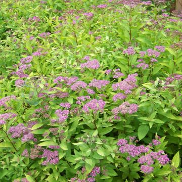 Spiraea japonica Goldflame