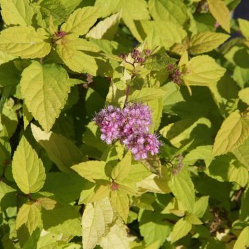 Spiraea japonica Goldmound