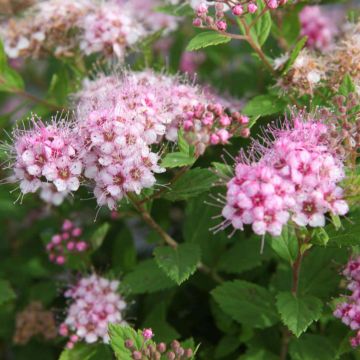 Spiraea japonica Little Princess