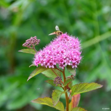 Spiraea japonica Merlo Green