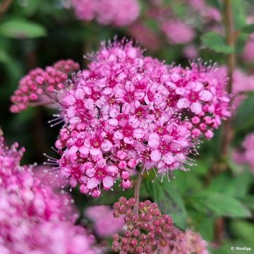 Spiraea japonica Odessa