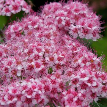 Spiraea japonica Sparkling Champagne