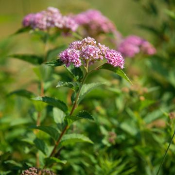 Spiraea japonica Froebelii