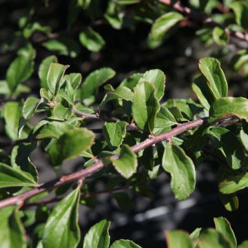 Spiraea nipponica White Carpet