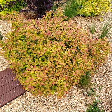 Spiraea japonica ZenSpirit Caramel