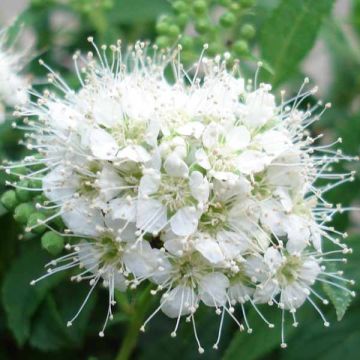 Spiraea japonica Albiflora