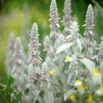 Stachys byzantina Silver Carpet