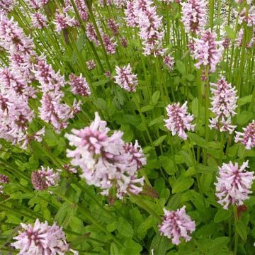 Stachys monieri Rosea - Epiaire