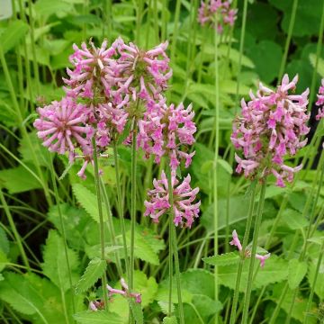 Stachys officinalis Pink Cotton Candy