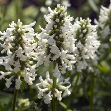 Stachys officinalis Alba