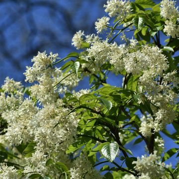 Staphylea colchica Black Jack