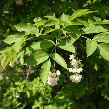 Staphylea pinnata 