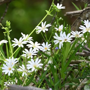 Stellaria holostea