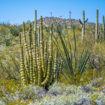 Stenocereus thurberi - Organ pipe cactus