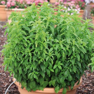 Stevia rebaudiana Sweet Honey in plants