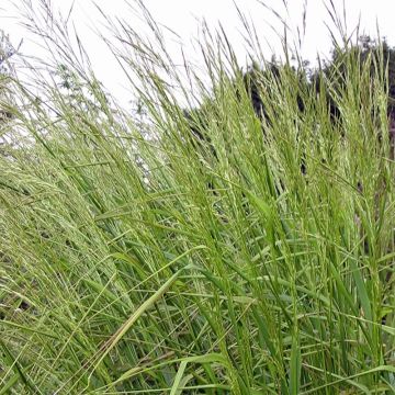 Stipa extremiorientalis