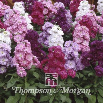 Matthiola incana Cinderella Series, mixed - seeds