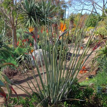 Strelitzia juncea