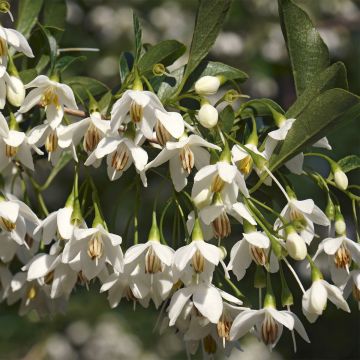 Styrax japonicus Fargesii