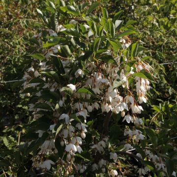 Styrax japonica Fragrant Fountain®