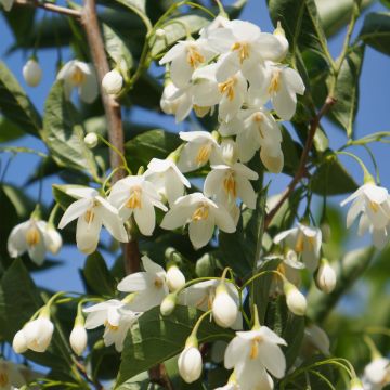 Styrax japonica June snow