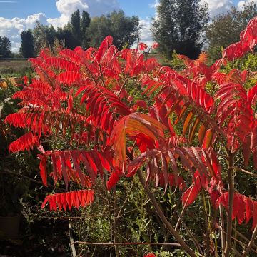 Rhus typhina - Stag's Horn Sumach