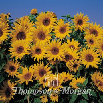 Sunflower 'Dwarf Yellow Spray' Seeds - Helianthus annuus 
