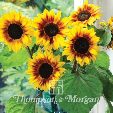 Sunflower 'Helios Flame' F1 Seeds 