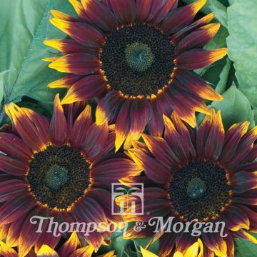 Sunflower Schock-o-Lat F1 seeds - Helianthus annuus