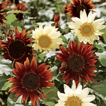 Sunflower Total Eclipse - Helianthus annuus