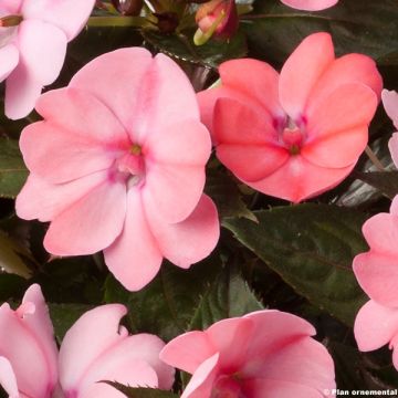 Impatiens Sunpatiens Compact Blush Pink - Busy Lizzie