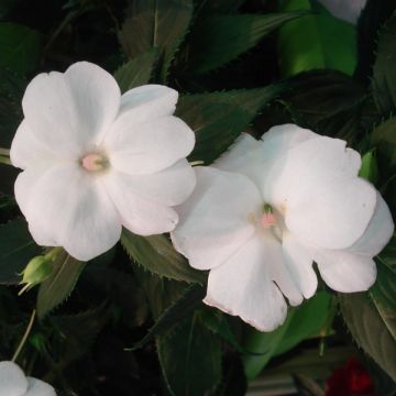 Impatiens SunPatiens Compact White