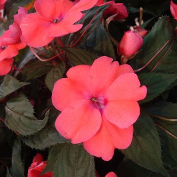 Impatiens Sunpatiens Compact Hot Coral - Busy Lizzie