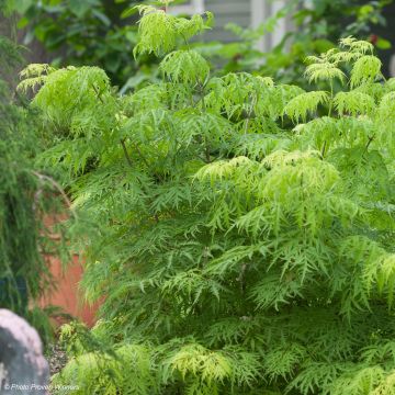 Sambucus racemosa Lemony Lace - European Red Elder