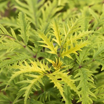 Sambucus racemosa Golden Lace - European Red Elder