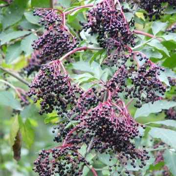 Sambucus nigra Haschberg - Black Elder