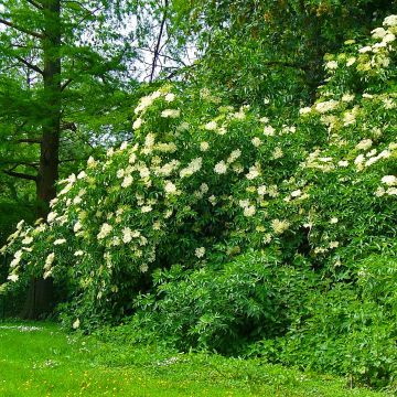 Sambucus nigra Korsor - Black Elder