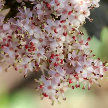 Sambucus nigra Black Tower - Black Elder